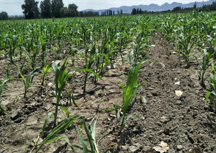 土壤墑情監測系統以及常用的墑情等級判斷方法 土壤墑情監測系統以及常用的墑情等級判斷方法